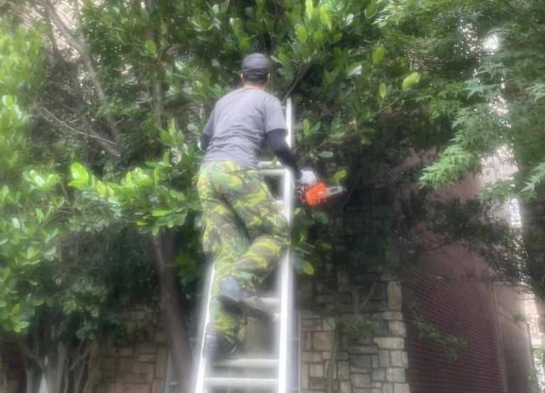 Những Phương Pháp Tốt Nhất Để Cắt Cây Mà Không Làm Hỏng Hạ Tầng Xung Quanh 8 Dịch vụ cắt tỉa cây xanh