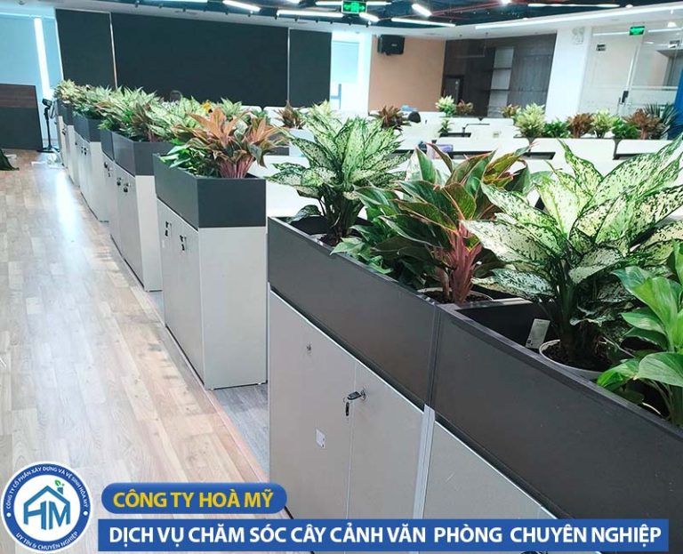dich-vu-cham-soc-cay-canh-van-phong-6