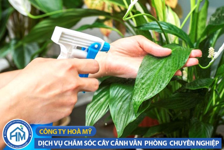Chăm sóc cây cảnh văn phòng tại Huế