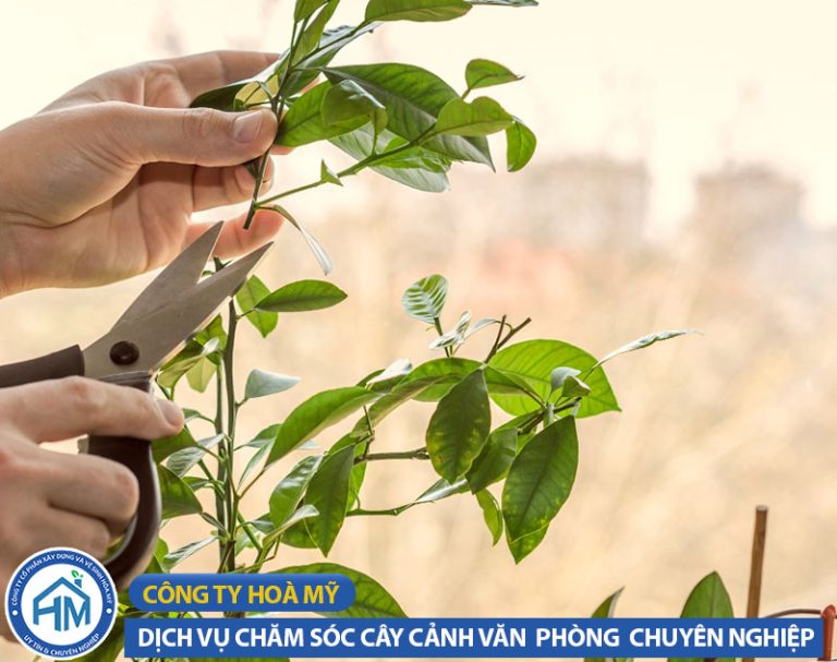 Dịch Vụ Chăm Sóc Cây Cảnh Văn Phòng Tại Đống Đa | Hòa Mỹ Tận Tâm – Giá Rõ Ràng 5 Cắt tỉa cây cảnh văn phòng