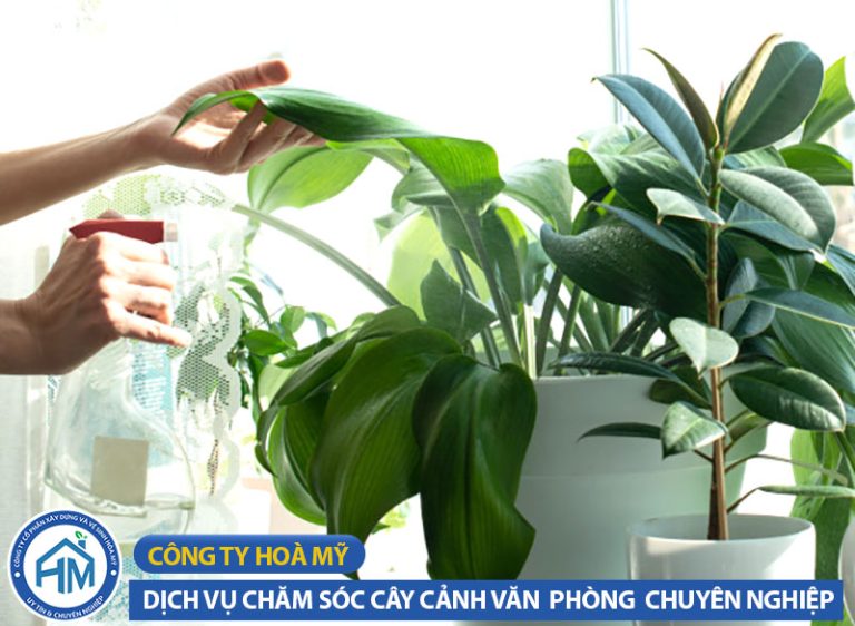 Tưới nước cho cây cảnh văn phòng