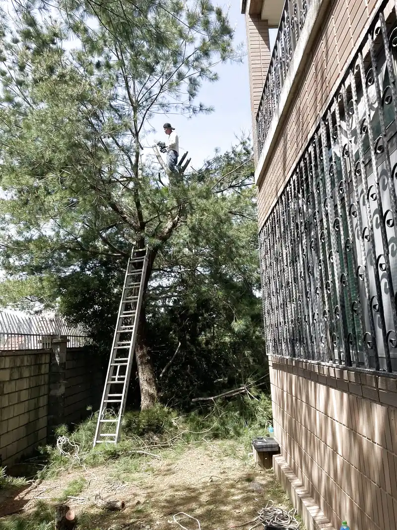 Các kỹ thuật cắt hạ cây xanh